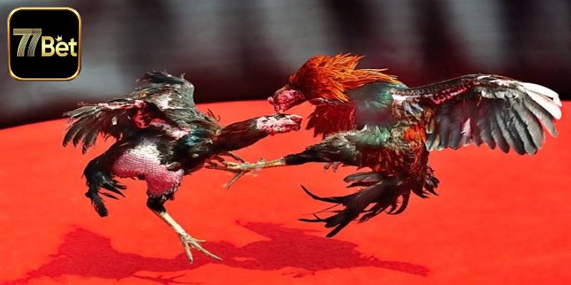 Đá Gà Trực Tiếp C1 C2 - Các Giải Đấu Luôn Nóng Mỗi Ngày