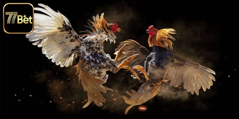 Giới thiệu đôi nét về đá gà trực tiếp C1