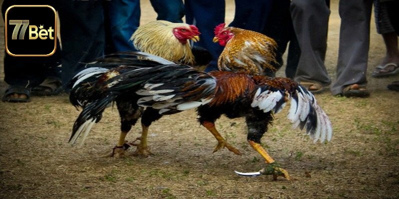Giới thiệu đôi nét về luật chấp cho kê thủ