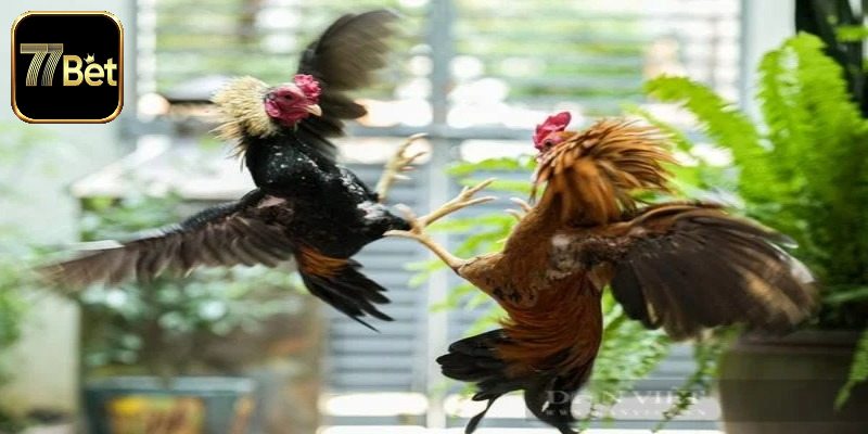Luật Chấp Trong Đá Gà - Những Quy Định Quan Trọng Tại 77bet