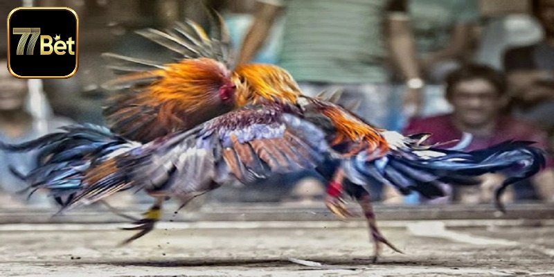 Những điểm hấp dẫn của đá gà trực tiếp C1 C2