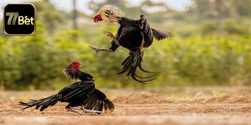 Xem đá gà trực tiếp rõ nét